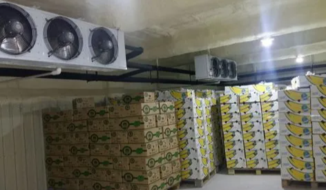 香蕉保鮮冷庫(kù)