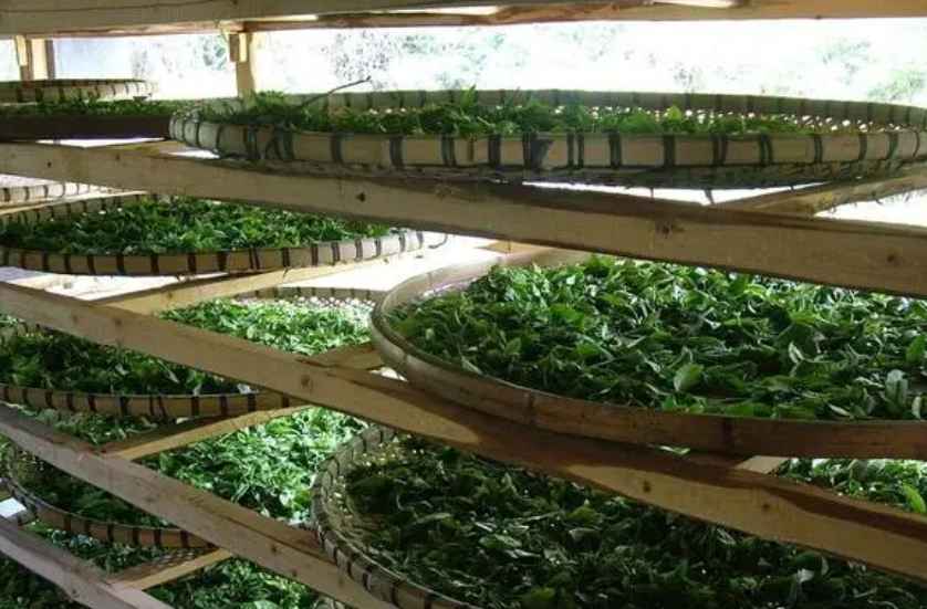 建造茶葉冷庫過程中需要注意哪些事項？