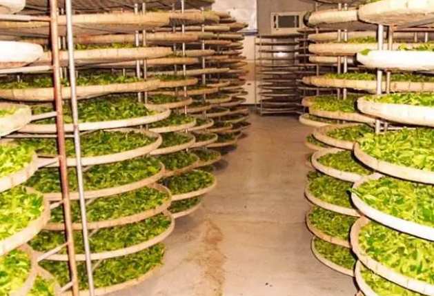 建造茶葉冷庫過程中需要注意哪些事項？