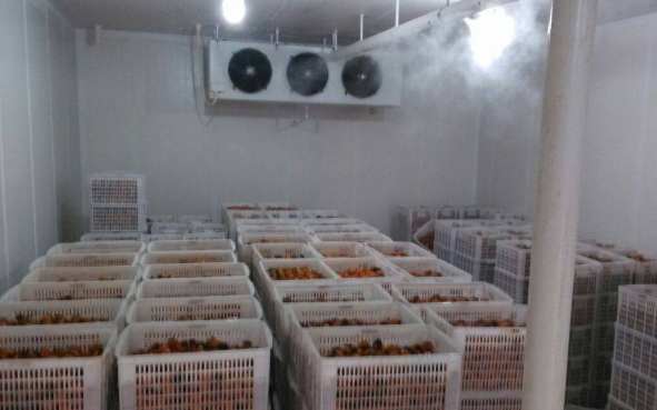 新鮮辣椒在冷庫中的保鮮技術要求