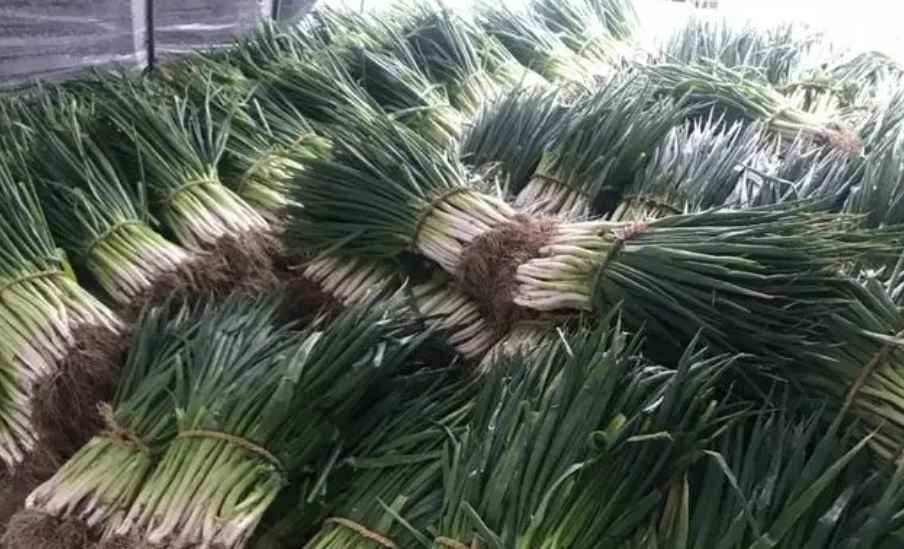 大蔥在冷庫(kù)能儲(chǔ)藏多長(zhǎng)時(shí)間