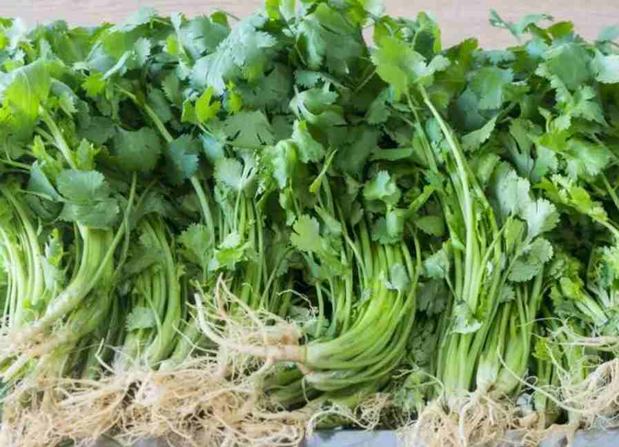 香菜冷庫(kù)大量?jī)?chǔ)存方法技巧