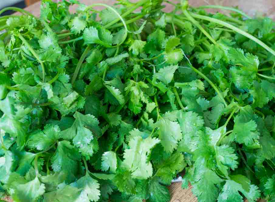 香菜冷庫(kù)大量?jī)?chǔ)存方法技巧