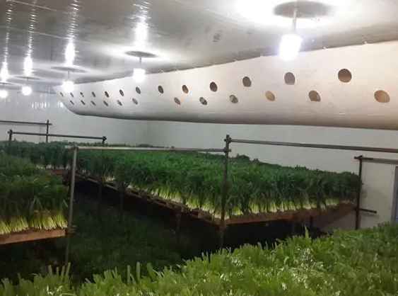 蔬菜能在氣調保鮮庫儲藏多少久