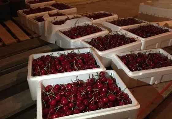 櫻桃在冷庫的儲(chǔ)存和保鮮方法