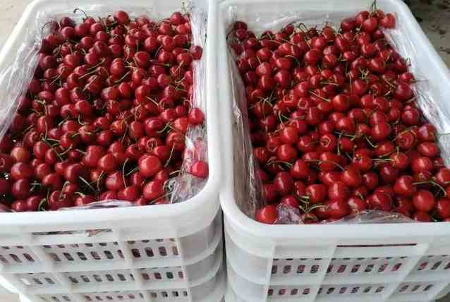 櫻桃在冷庫的儲(chǔ)存和保鮮方法