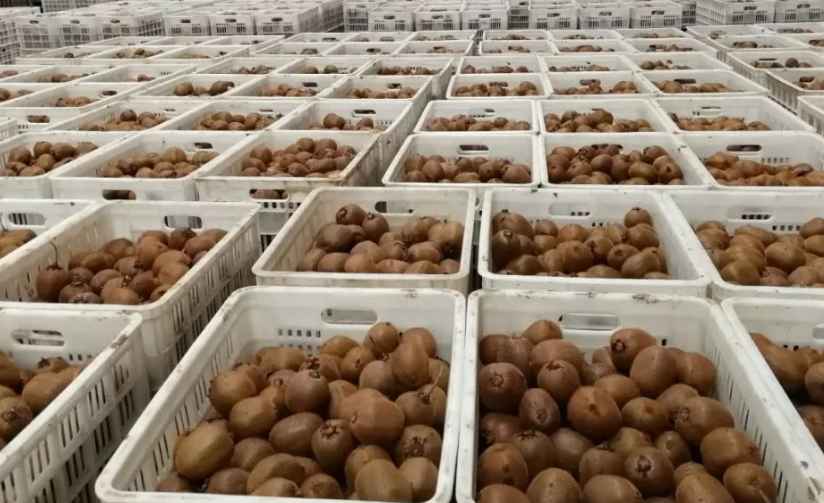 獼猴桃冷庫儲(chǔ)存方法