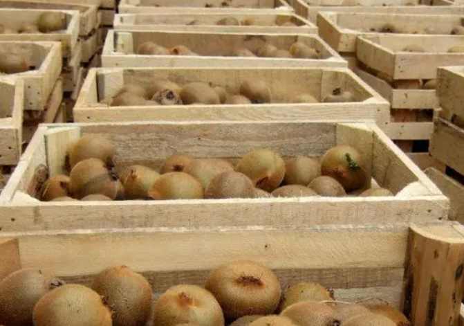 獼猴桃冷庫儲(chǔ)存方法