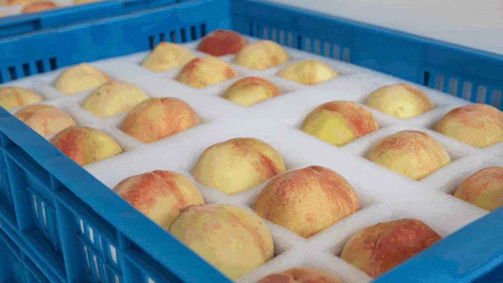 蔬菜水果進保鮮冷庫前咋處理？必知要點全在這！