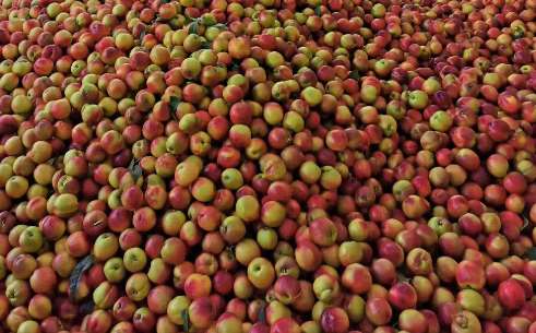 桃子冷庫的建造費(fèi)用是多少錢